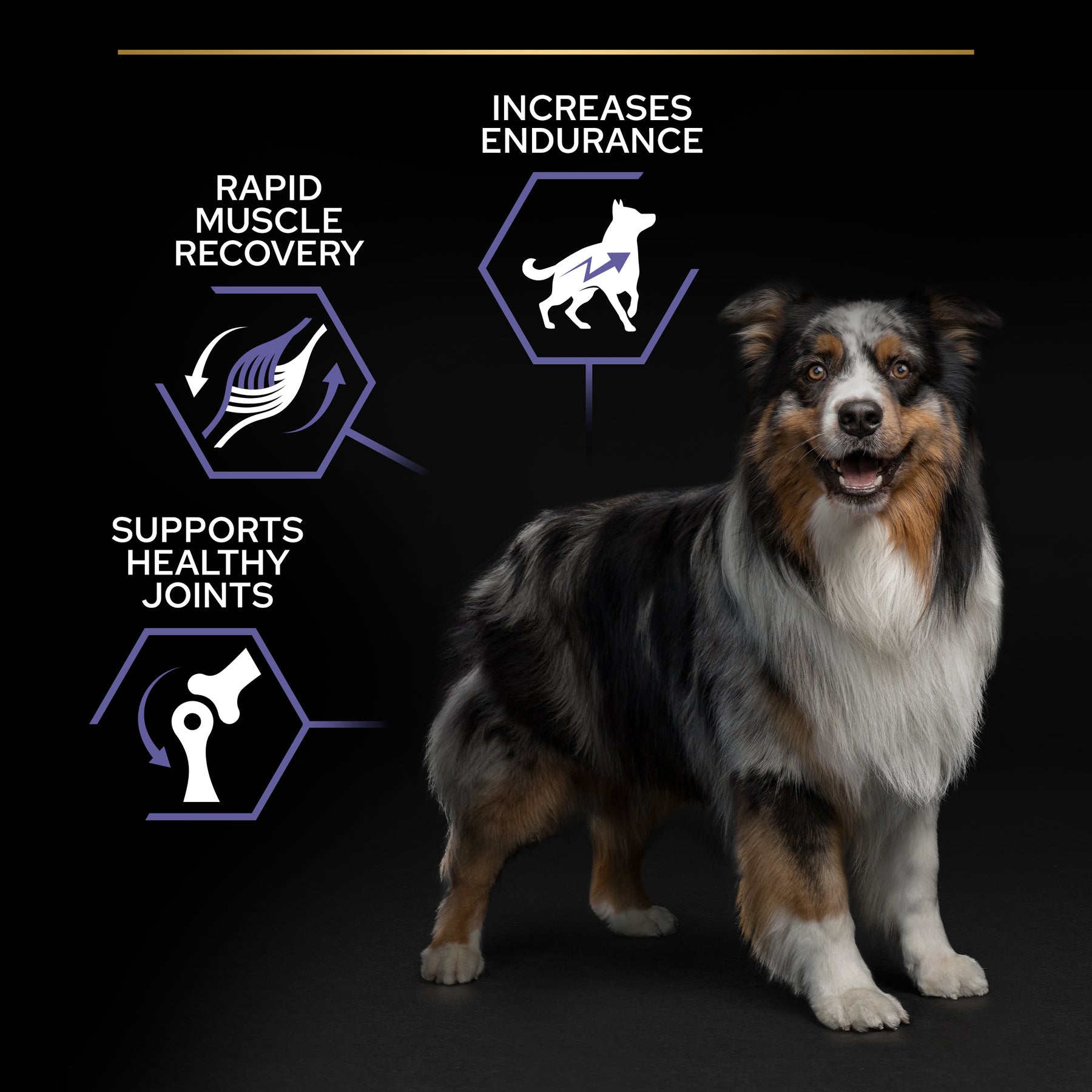 PURINA® PRO PLAN® All Sizes Adult Dog Performance