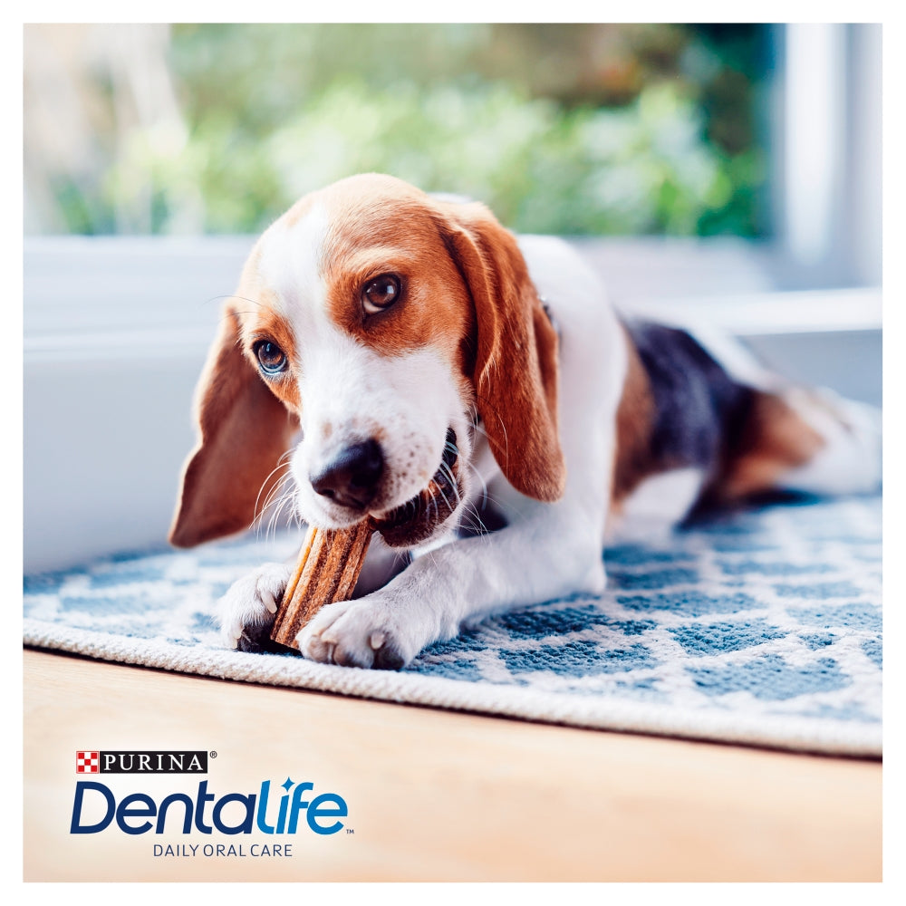 Koira syömässä PURINA® DentaLife®-purutikkua.
