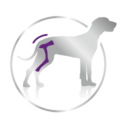 Royal Canin Giant Adult