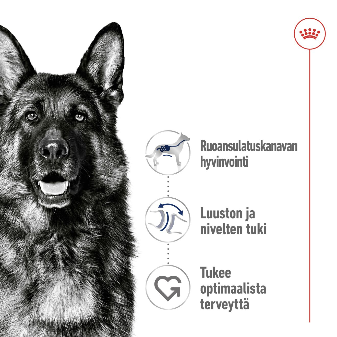 Royal Canin Maxi Adult