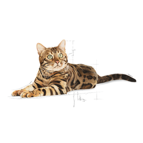 Royal Canin Bengal Adult kissan kuivaruoka