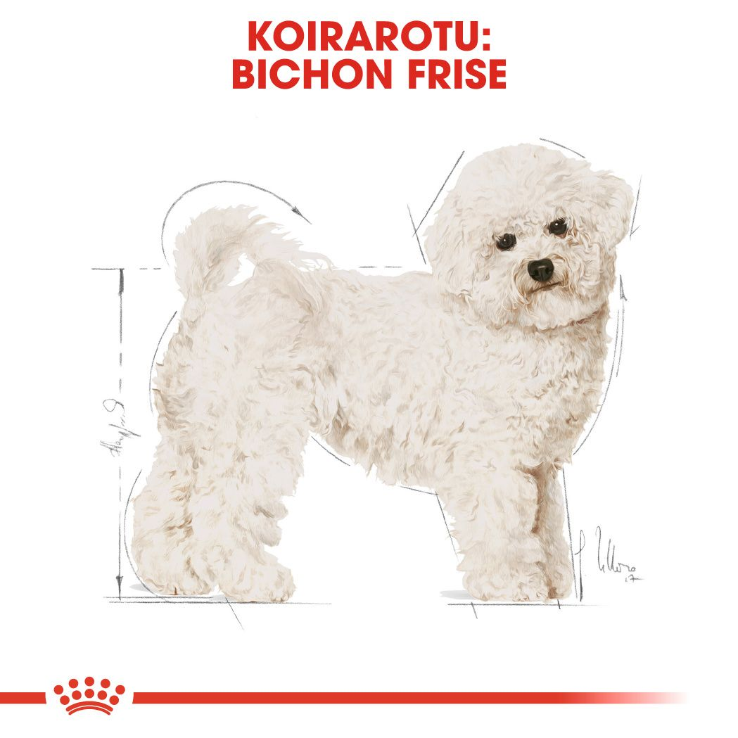 Royal Canin Bichon Frisé Adult koiran kuivaruoka