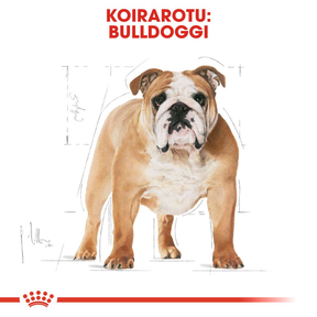 Royal Canin Bulldog Adult koiran kuivaruoka