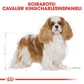 Royal Canin Cavalier King Charles Adult koiran kuivaruoka