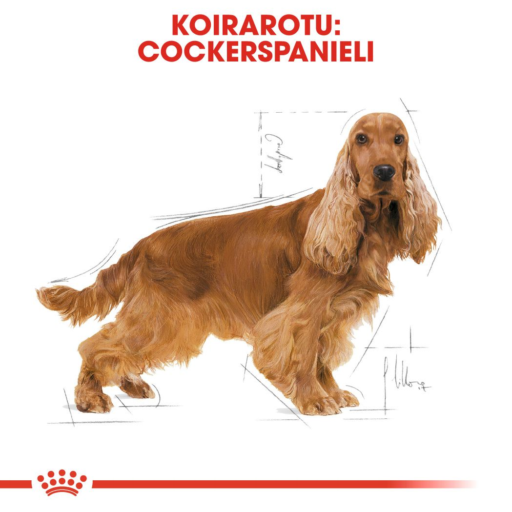 Royal Canin Cocker Adult koiran kuivaruoka