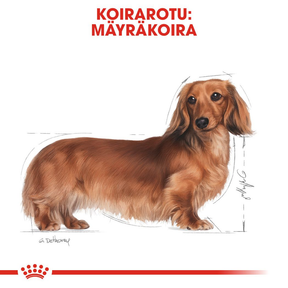 Royal Canin Dachshund Adult koiran kuivaruoka