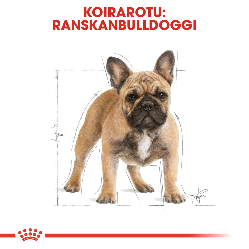 Royal Canin French Bulldog Adult koiran kuivaruoka