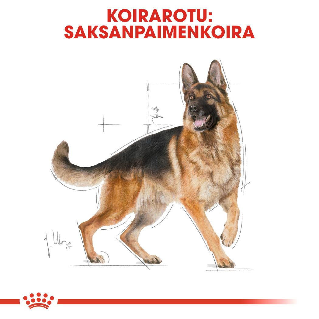 Royal Canin German Shepherd Adult koiran kuivaruoka