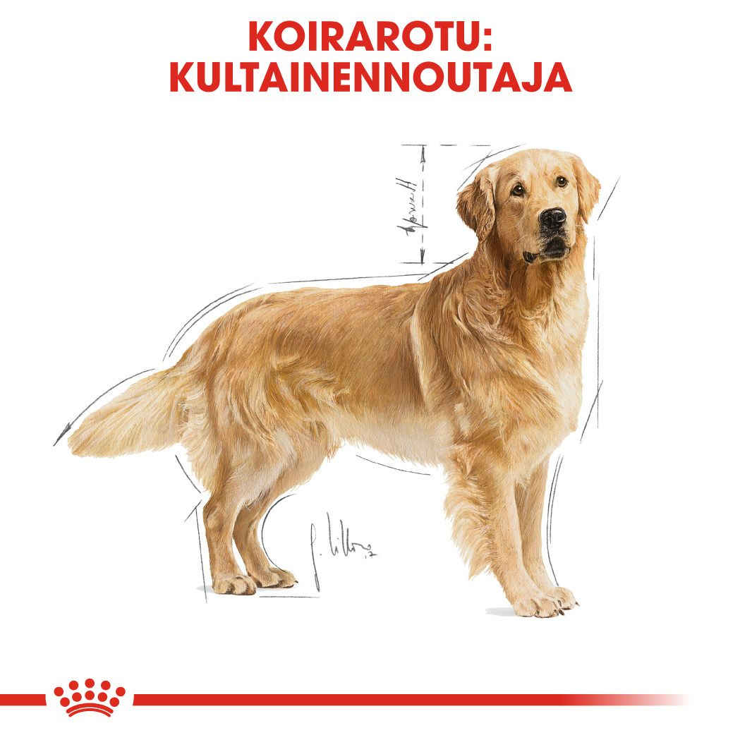 Royal Canin Golden Retriever Adult koiran kuivaruoka