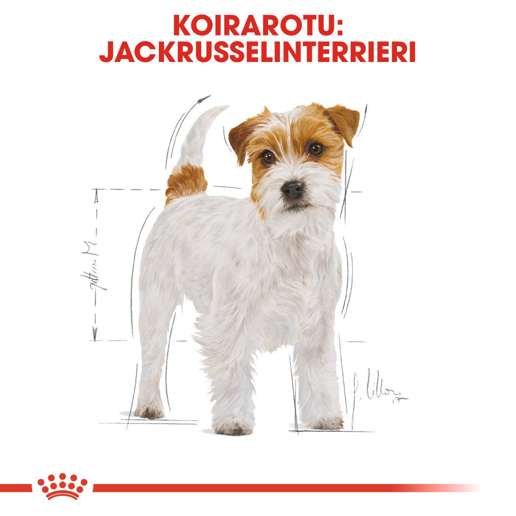 Royal Canin Jack Russel Adult koiran kuivaruoka