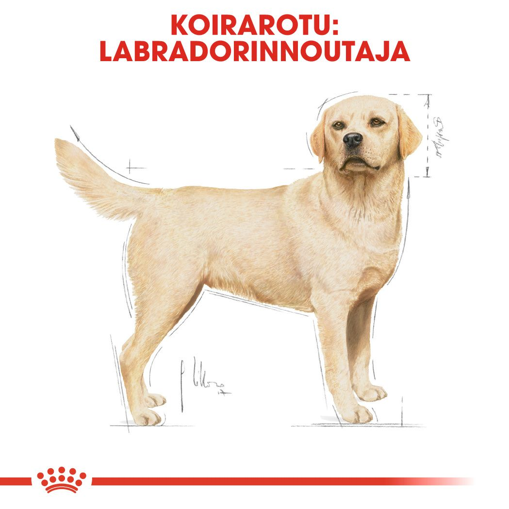 Royal Canin Labrador Retriever Adult koiran kuivaruoka