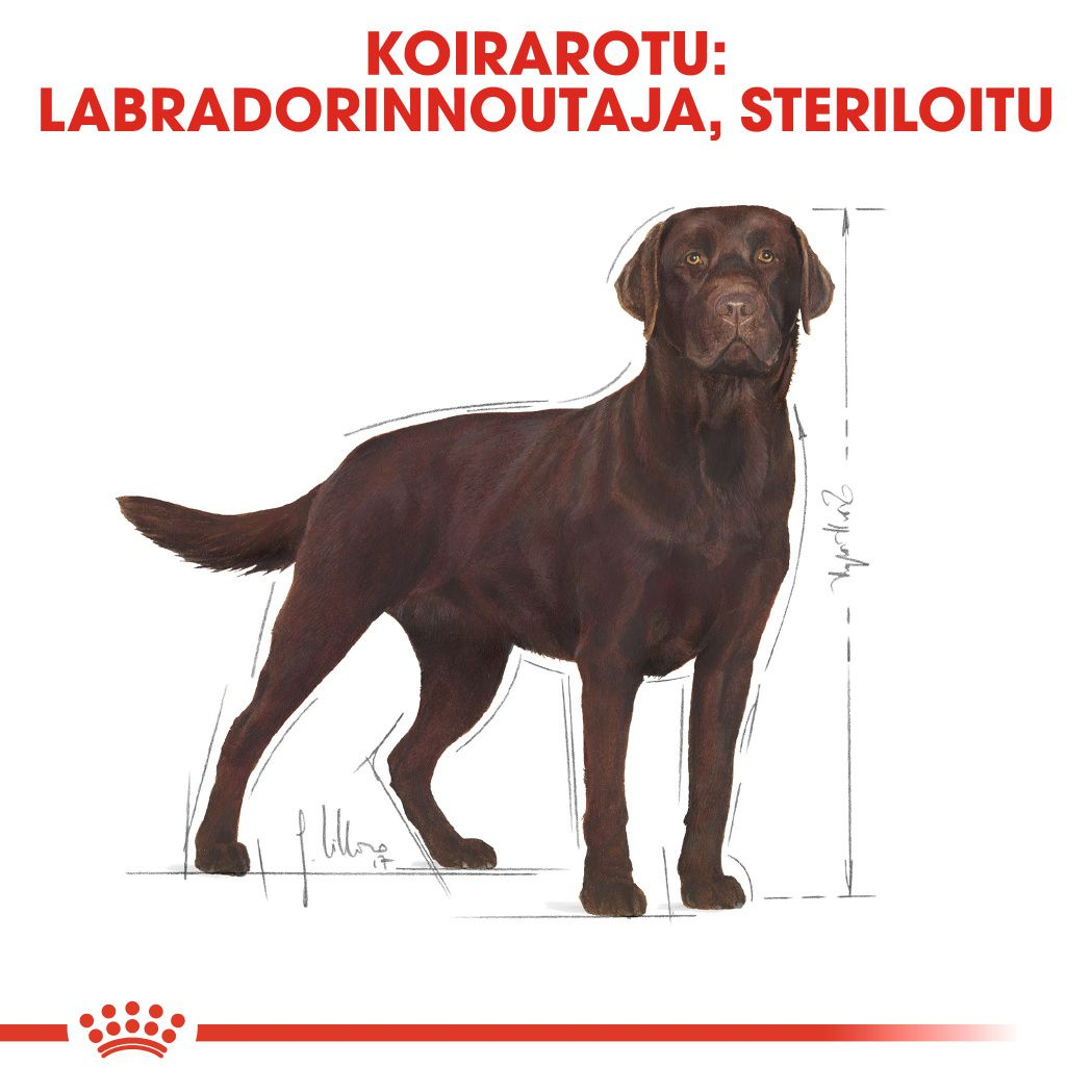 Royal Canin Labrador Retriever Sterilised Adult koiran kuivaruoka