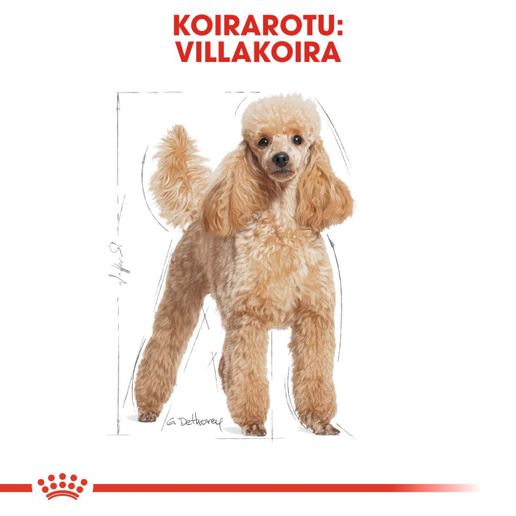 Royal Canin Poodle Adult koiran kuivaruoka