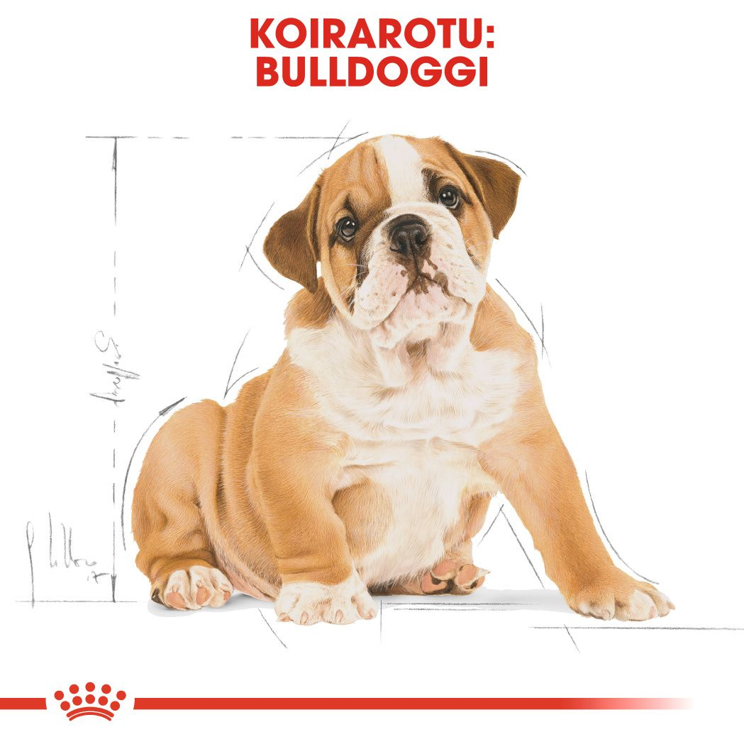 Royal Canin Bulldog Puppy koiranpennun kuivaruoka