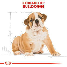 Royal Canin Bulldog Puppy koiranpennun kuivaruoka