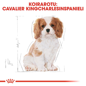 Royal Canin Cavalier King Charles Puppy koiranpennun kuivaruoka