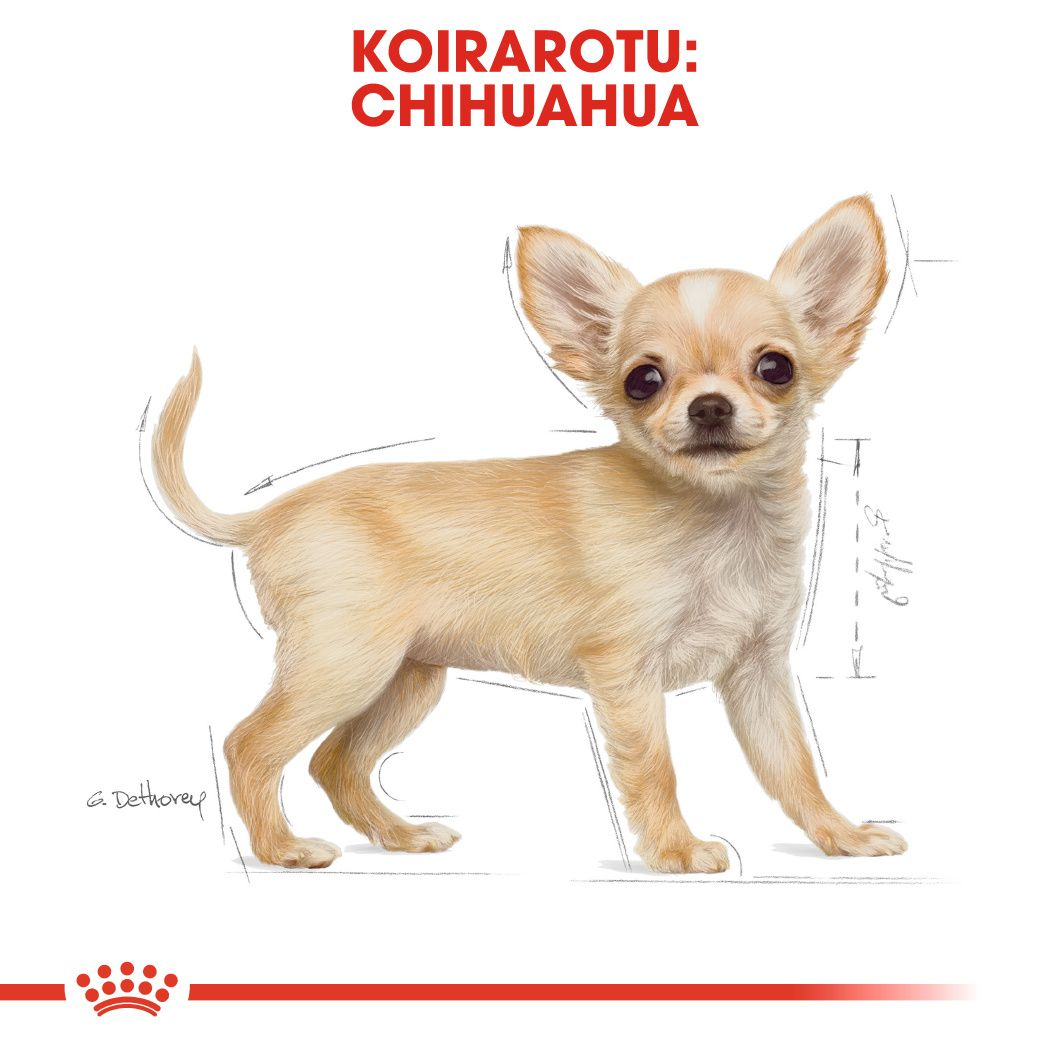 Royal Canin Chihuahua Puppy koiranpennun kuivaruoka