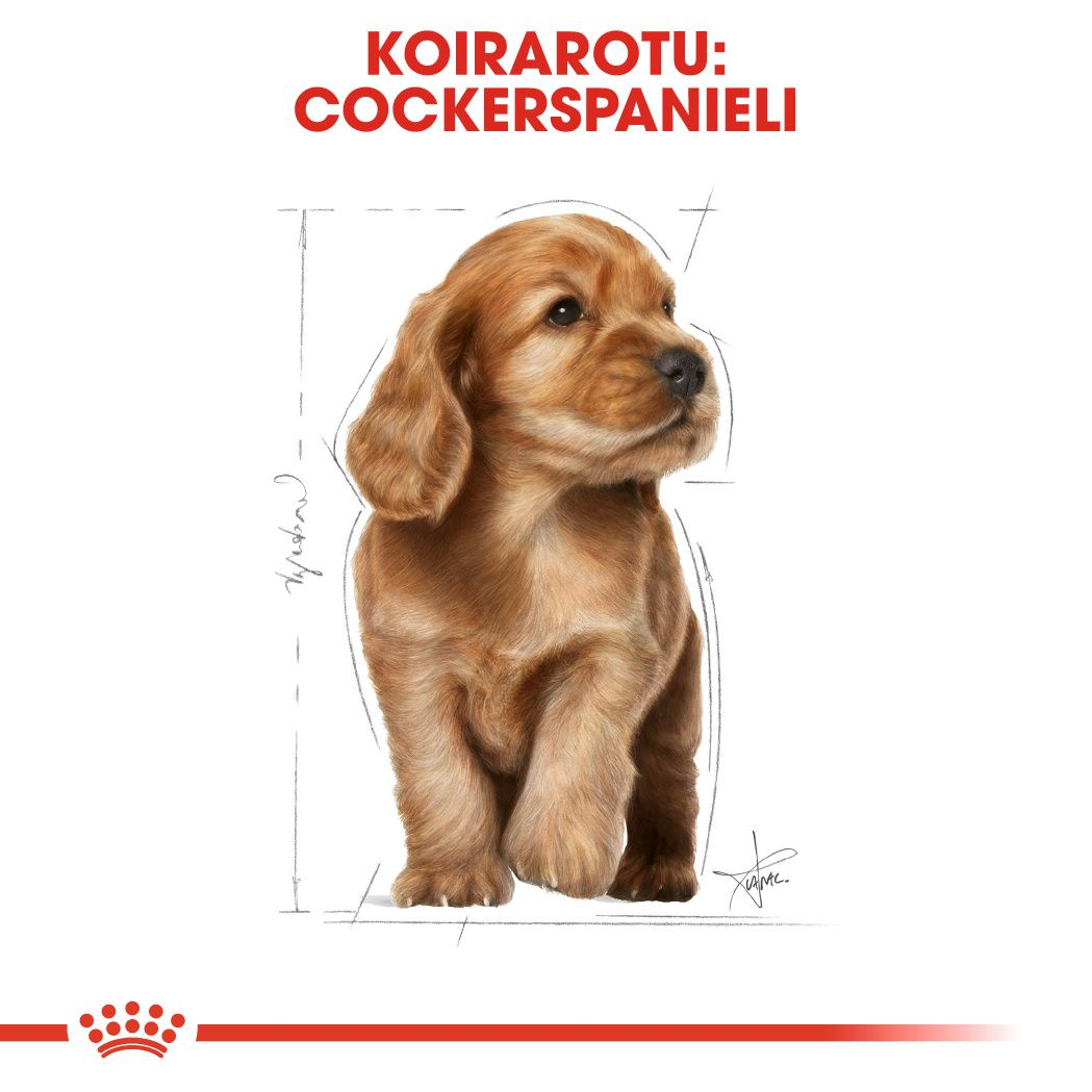 Royal Canin Cocker Puppy koiranpennun kuivaruoka