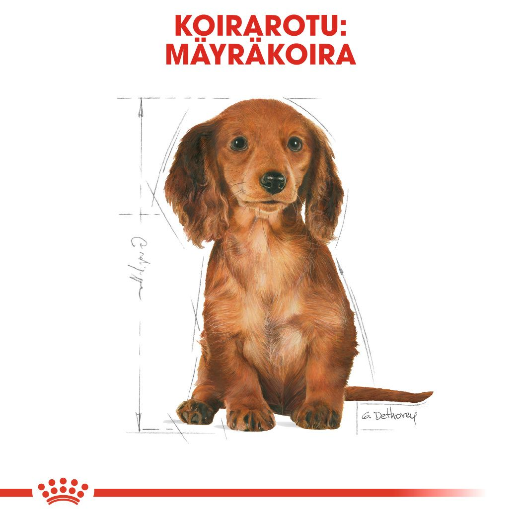 Royal Canin Dachshund Puppy koiranpennun kuivaruoka