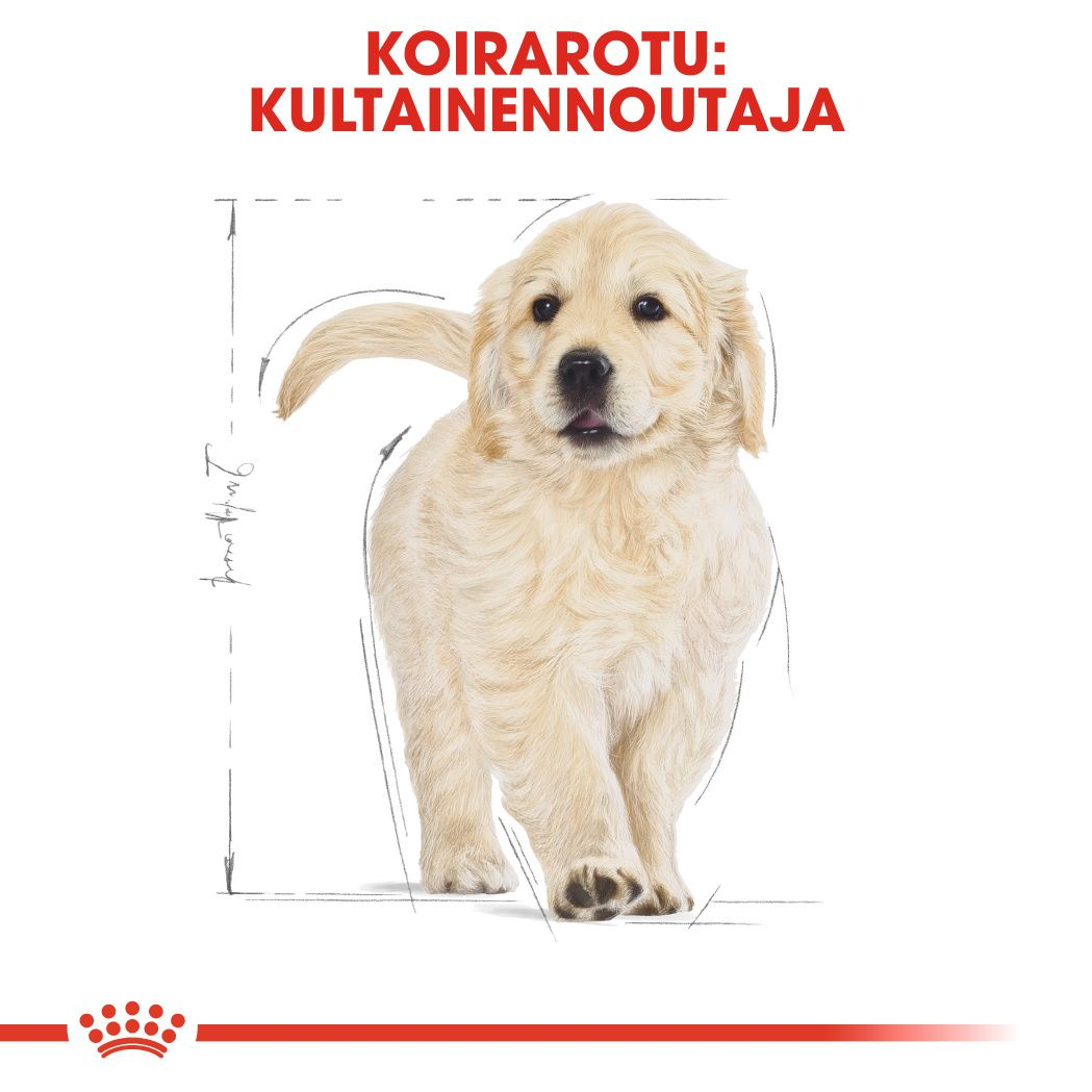 Royal Canin Golden Retriever Puppy koiranpennun kuivaruoka