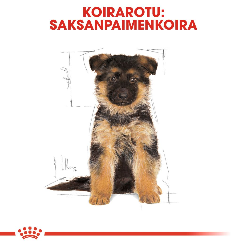 Royal Canin German Shepherd Puppy koiranpennun kuivaruoka