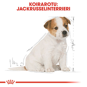 Royal Canin Jack Russell Terrier Puppy koiranpennun kuivaruoka