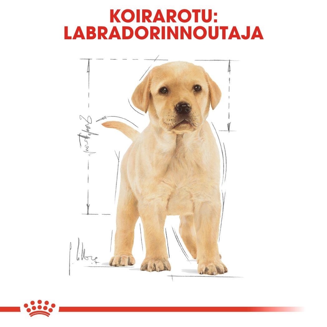 Royal Canin Labrador Retriever Puppy koiranpennun kuivaruoka