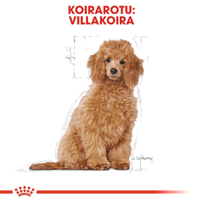 Royal Canin Poodle Puppy koiranpennun kuivaruoka