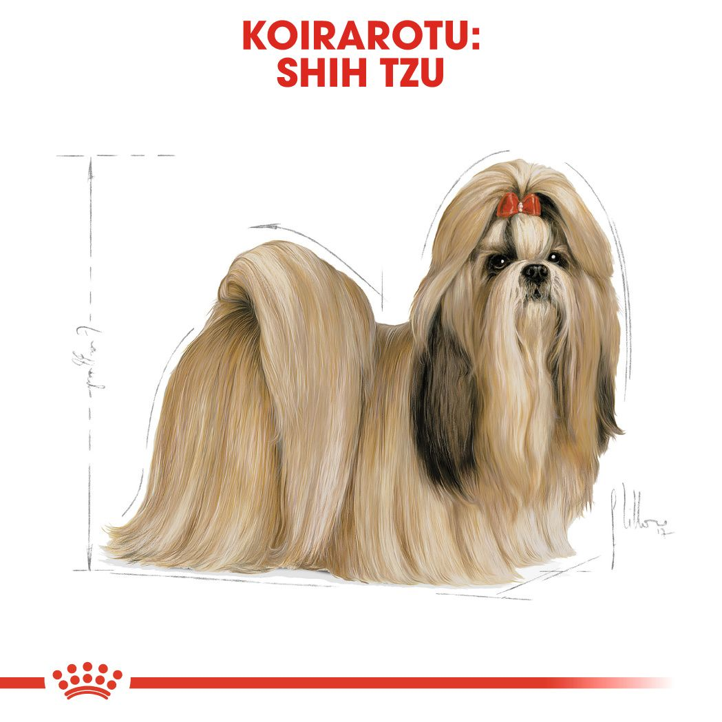 Royal Canin Shih Tzu Adult koiran kuivaruoka