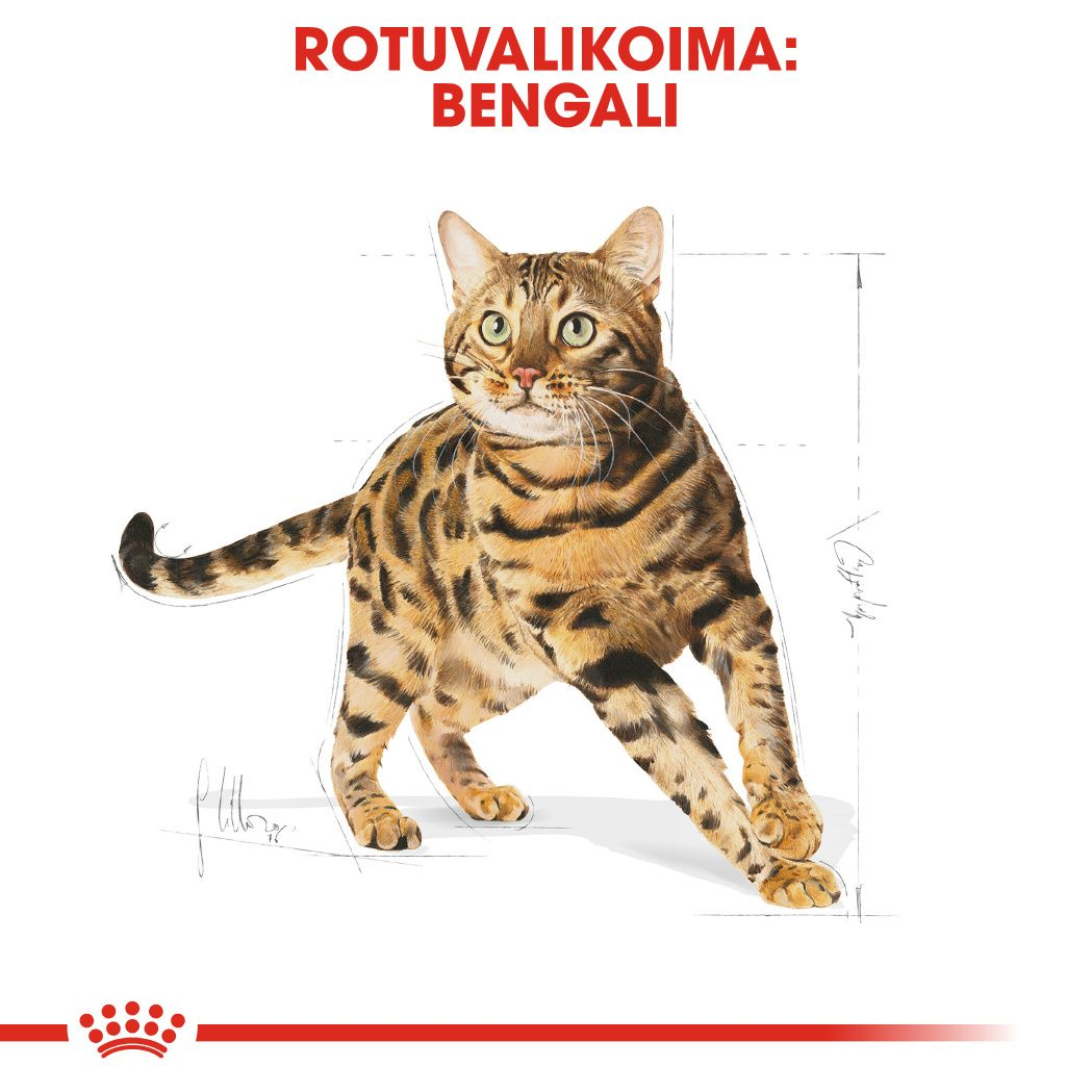 Royal Canin Bengal Adult kissan kuivaruoka