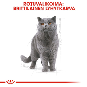 Royal Canin British Shorthair Adult kissan kuivaruoka