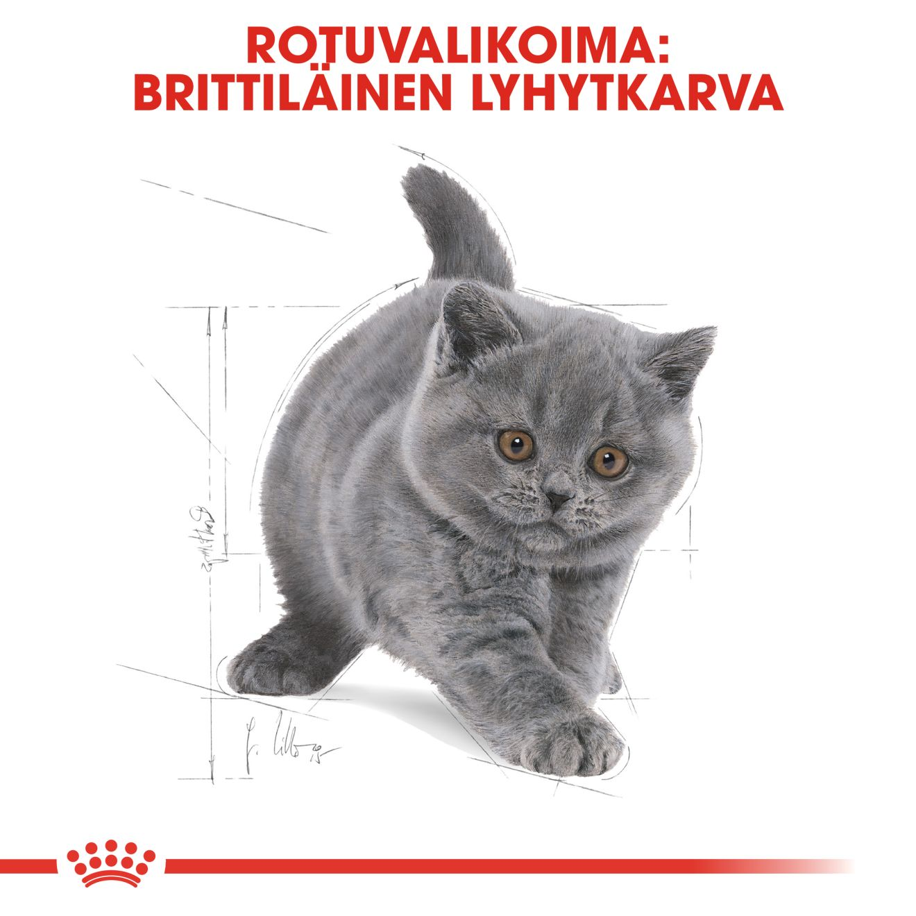 Royal Canin British Shorthair Kitten kissanpennun kuivaruoka