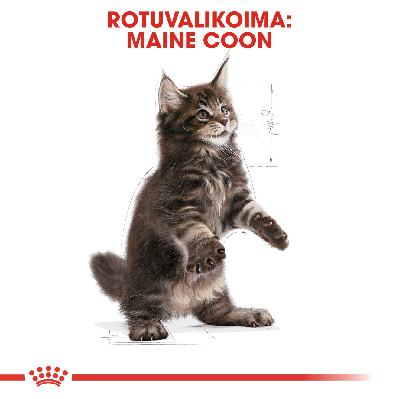 Royal Canin Maine Coon Kitten kissanpennun kuivaruoka