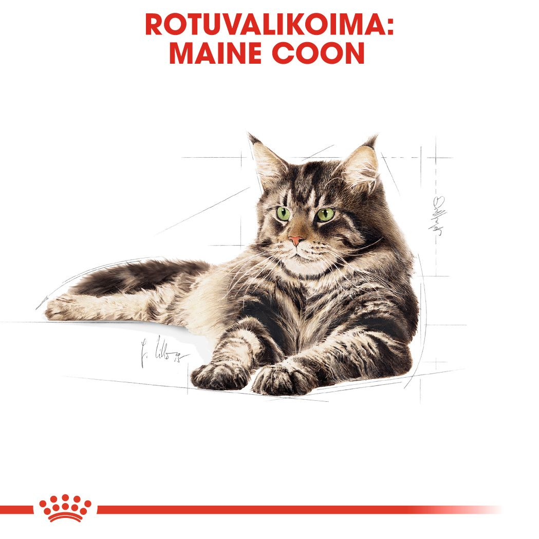 Royal Canin Maine Coon Adult kissan kuivaruoka