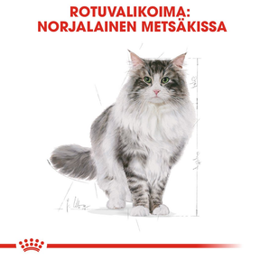 Royal Canin Norwegian Forest Cat Adult kissan kuivaruoka