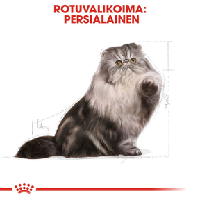 Royal Canin Persian Adult kissan kuivaruoka