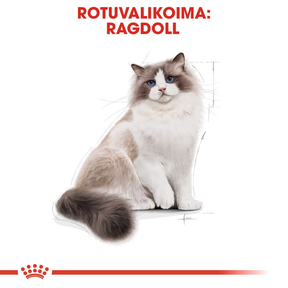 Royal Canin Ragdoll Adult kissan kuivaruoka