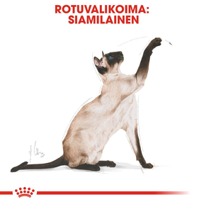 Royal Canin Siamese Adult kissan kuivaruoka