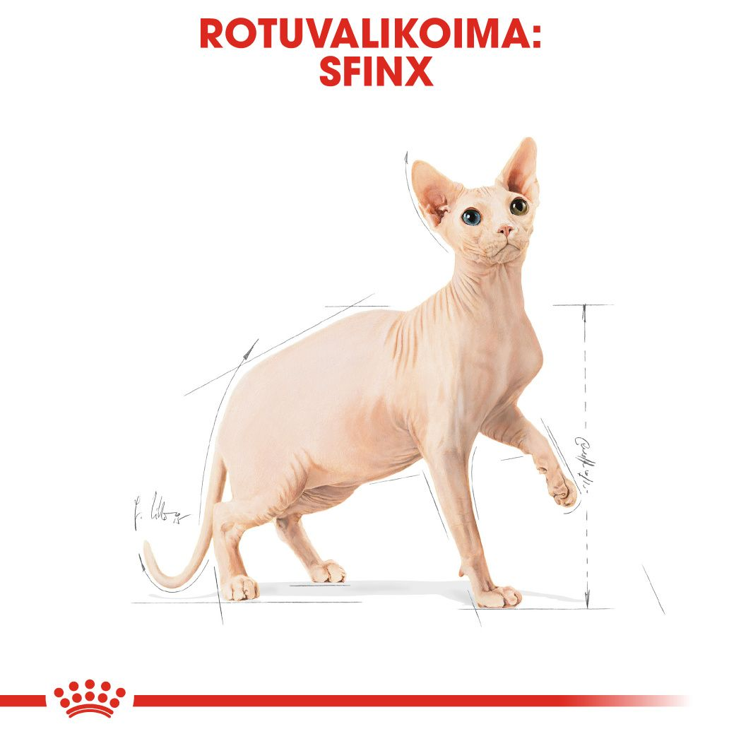 Royal Canin Sphynx Adult kissan kuivaruoka