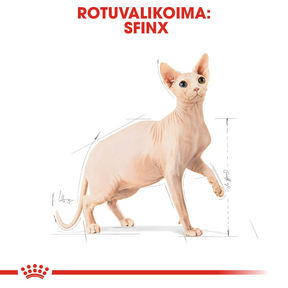 Royal Canin Sphynx Adult kissan kuivaruoka