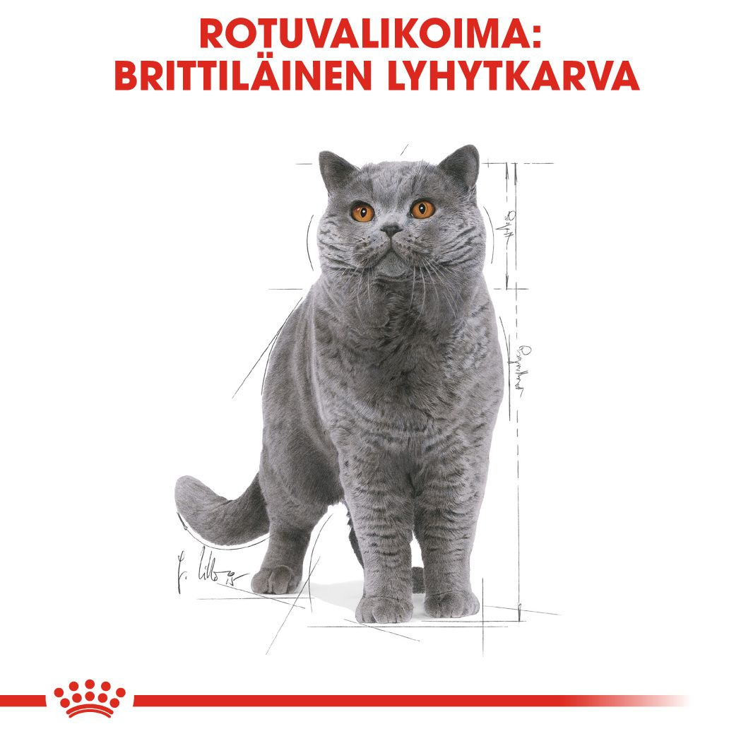 Royal Canin British Shorthair Adult Gravy kissan märkäruoka