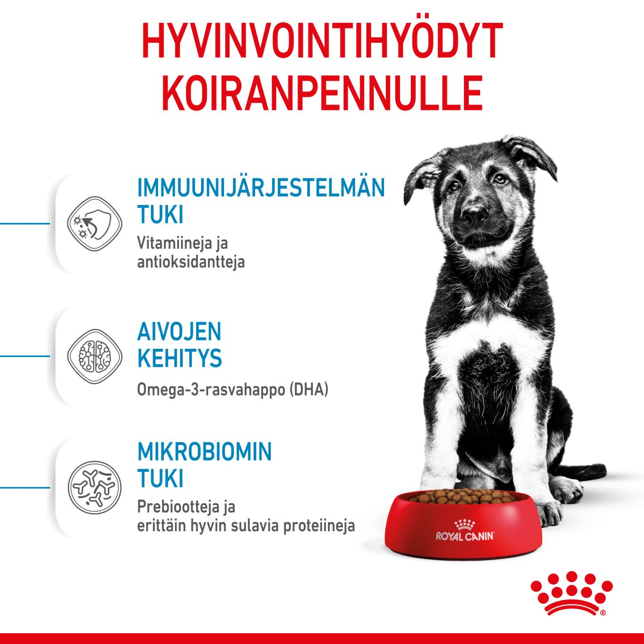 Royal Canin Maxi Puppy koiranpennun kuivaruoka