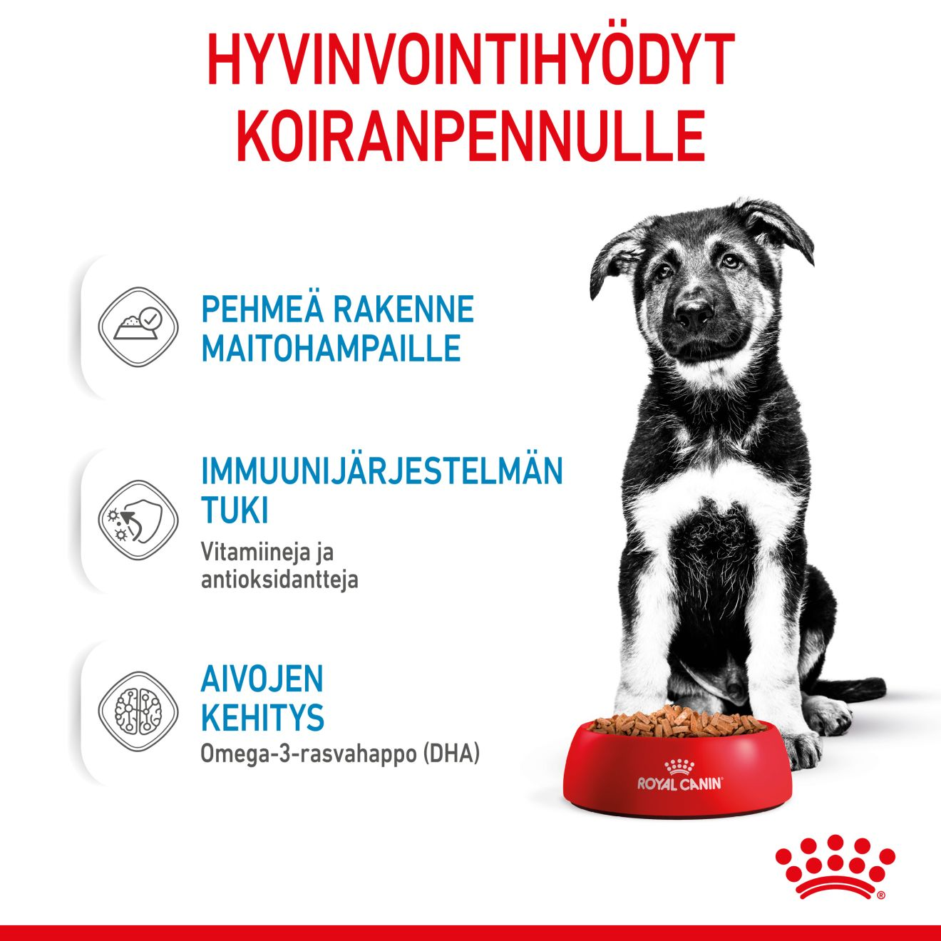 Royal Canin Maxi Puppy Gravy koiranpennun märkäruoka