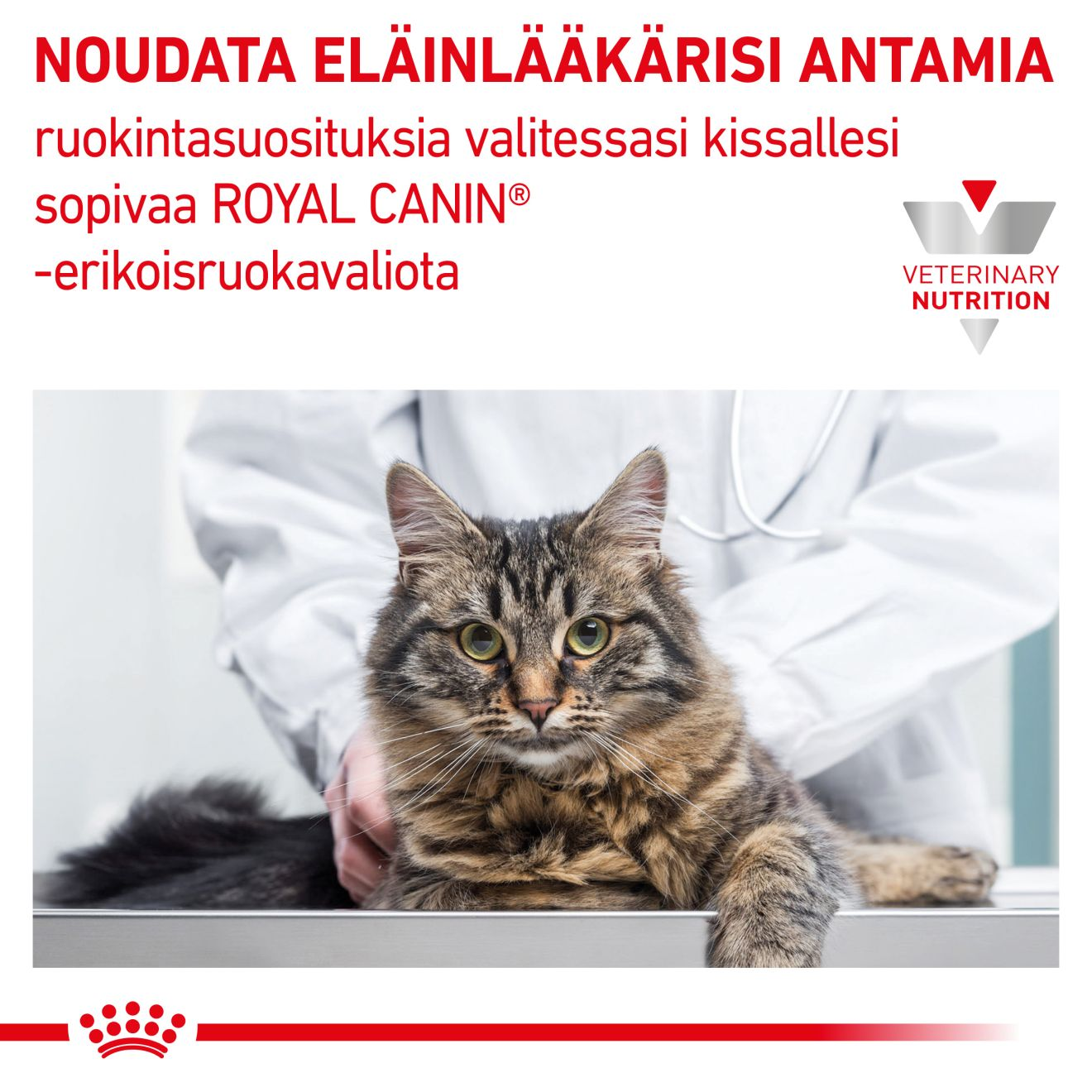 Royal Canin Veterinary Diets Renal Select kissan kuivaruoka