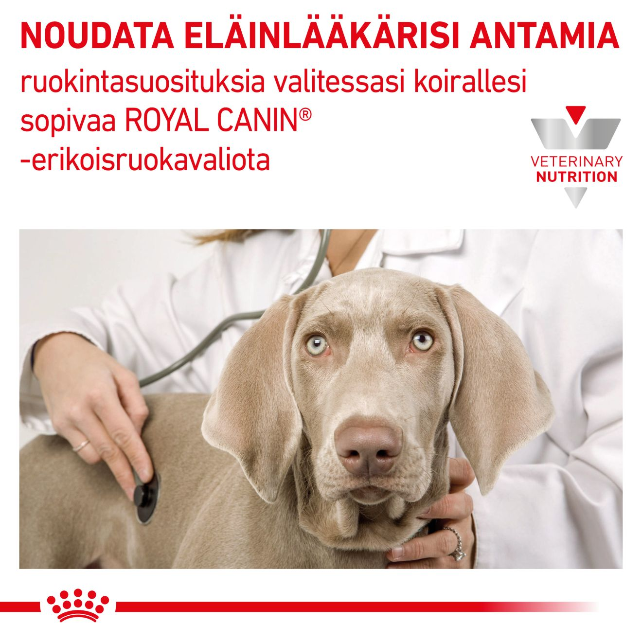 Royal Canin Veterinary Diets Vital Early Renal koiran kuivaruoka