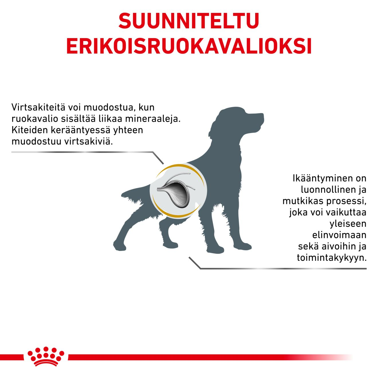 Royal Canin Veterinary Diets Urinary S/O Ageing koiran kuivaruoka